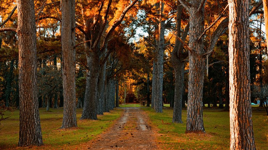 Los anillos de un tronco muestran la edad del árbol pero también la lluvia o la sequía que ha llegado a vivir ese ejemplar