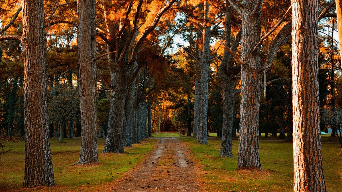 Los anillos de un tronco muestran la edad del árbol pero también la lluvia o la sequía que ha llegado a vivir ese ejemplar