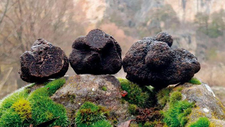 El precio de la trufa negra cae más de un 50% ante la escasa demanda
