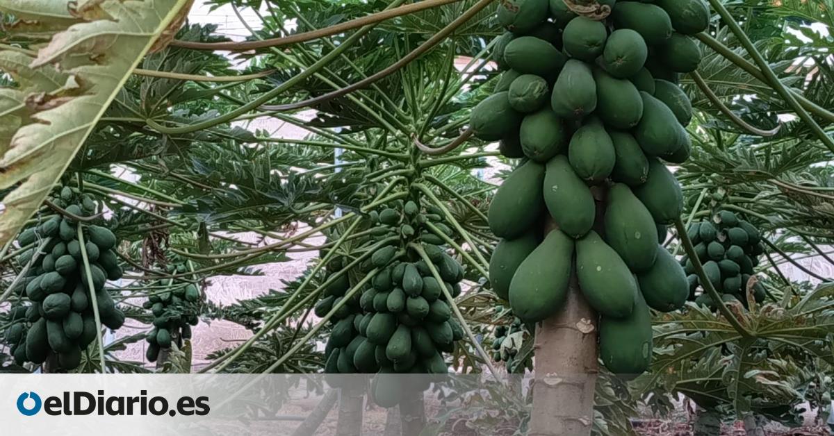 Agricultura aporta 0,6 millones en apoyo al proyecto de subtropicales de la Cooperativa del Norte de Gran Canaria