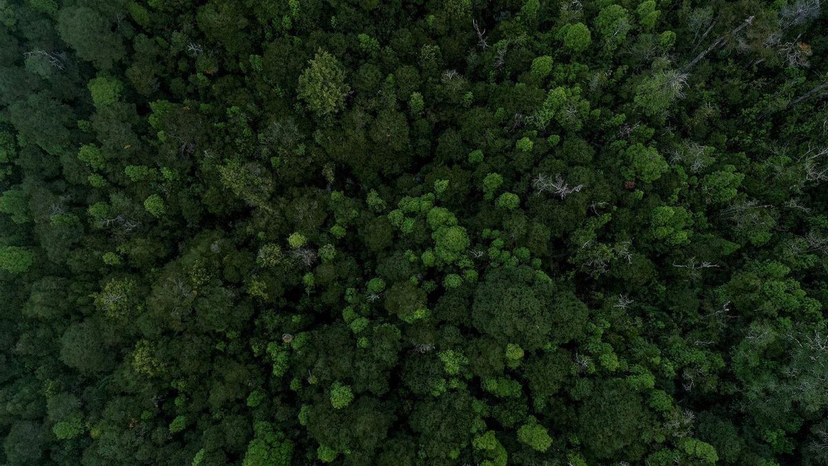 Los alerces alcanzan 50 metros de altura y 5 metros de diámetro. Foto: cortesía Tomás Munita para Mongabay Latam