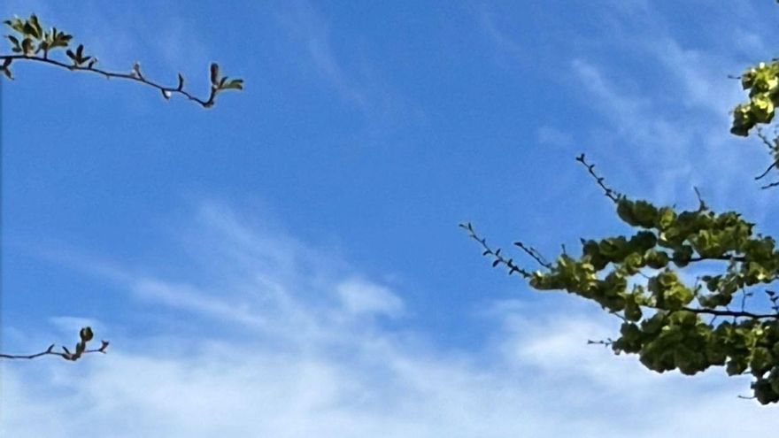 Una quema controlada de árboles provoca un incendio en Candelario (Salamanca)