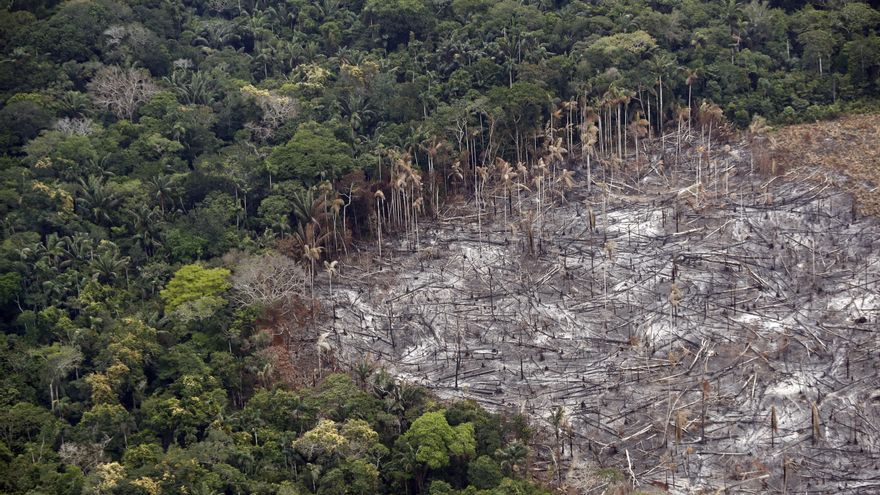 La Amazonía perdió 2,3 millones de hectáreas en 2020, su tercer peor registro