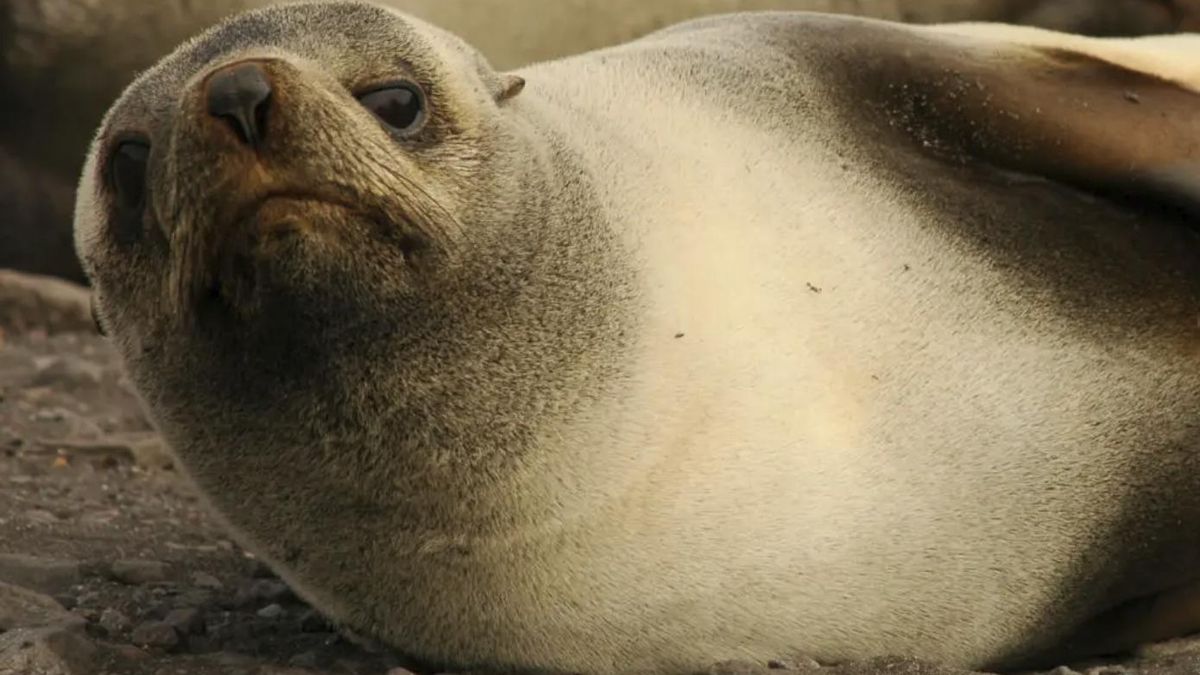 El lobo fino antártico pierde más de la mitad de su población