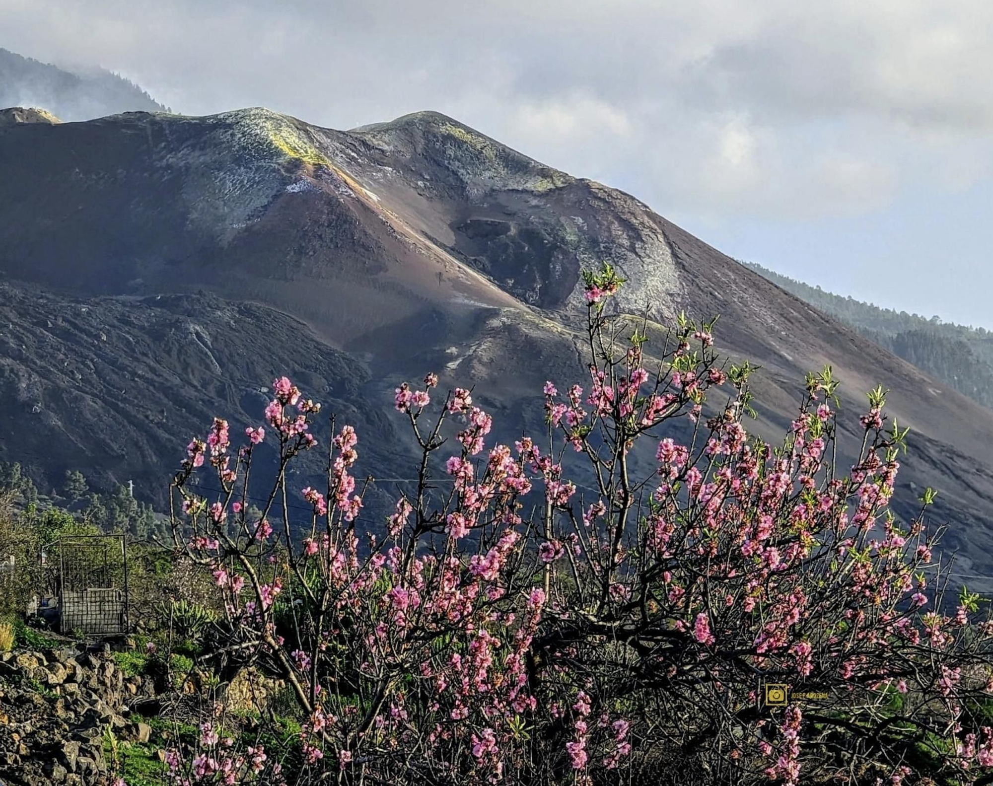 El nuevo volcán de La Palma en Cumbre Vieja y un almendrero en flor.