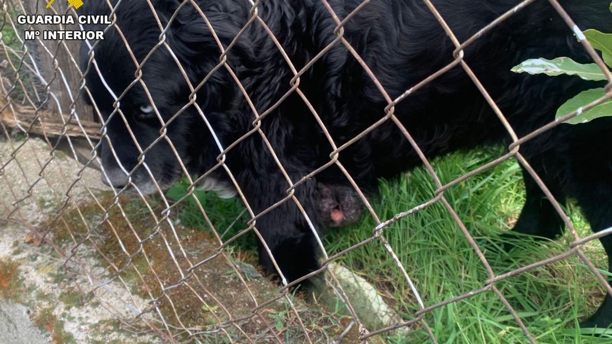 Investigan a una mujer en Toledo por abandonar a un perro con un tumor mamario de grandes dimensiones