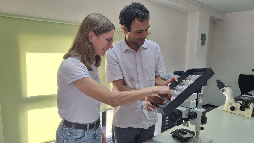 Las lentejas tradicionales que se cultivan en España tienen ADN guanche