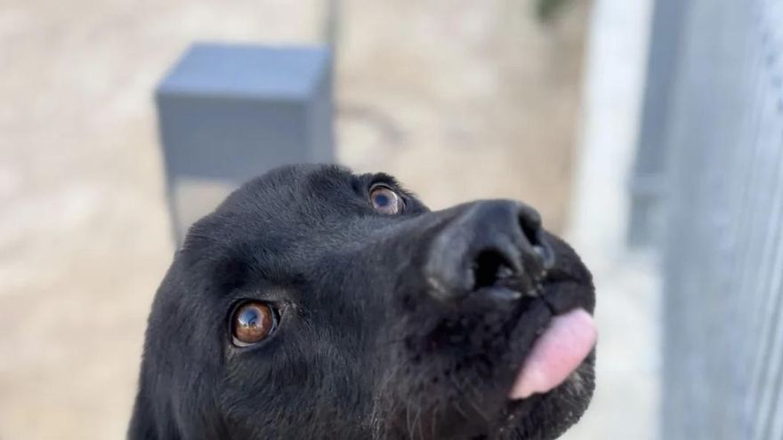 La espera de Carlitos, el perro que aún no conoce el “lado bueno de la vida” y que espera encontrar una familia