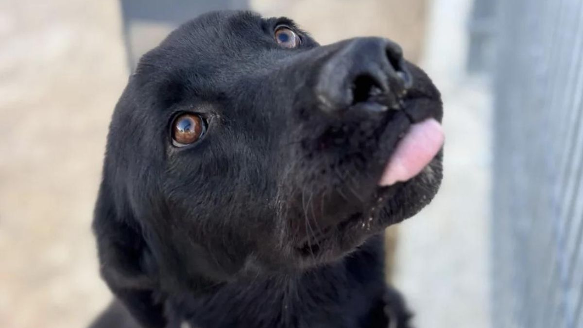 La espera de Carlitos, el perro que aún no conoce el “lado bueno de la vida” y que espera encontrar una familia