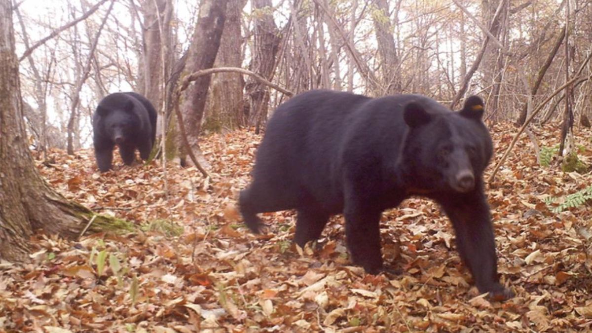 Las Fuerzas de Autodefensa colaboran en la captura y seguimiento de los osos negros