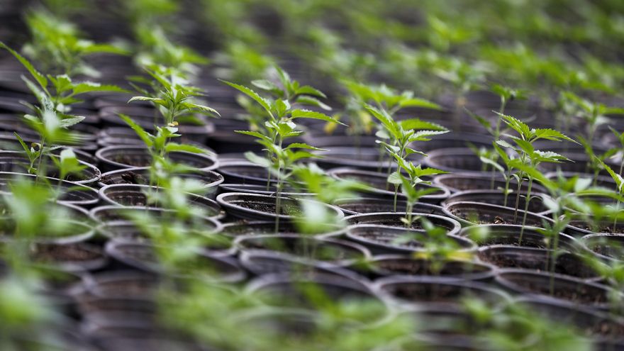 Ecuador tiene más de 2.300 hectáreas de cultivo legal de cáñamo y cannabis no psicoactivo