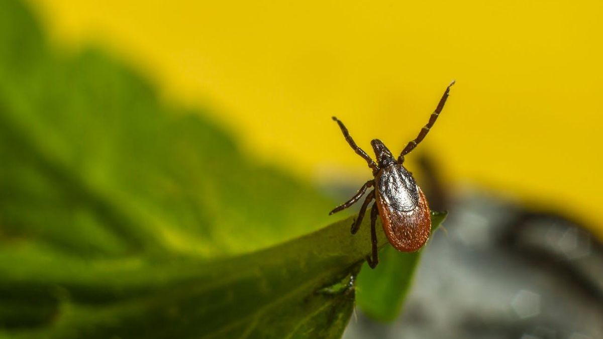 Un médico explica cómo protgerse de la enfermedad de Lyme que transmiten las garrapatas y que crece en España