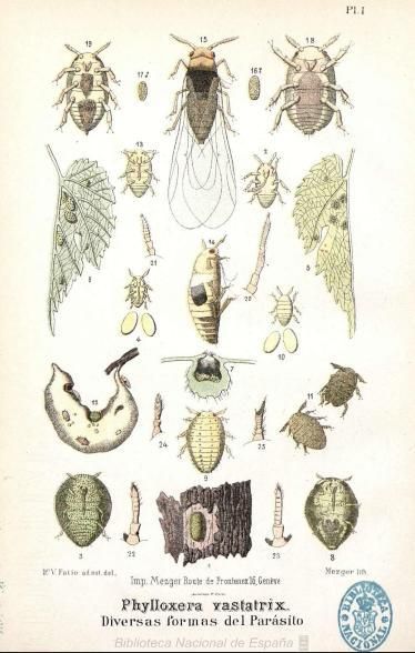 Fragmento de una página del 'Prontuario filoxérico' de Mariano de la Paz Graells (1879).