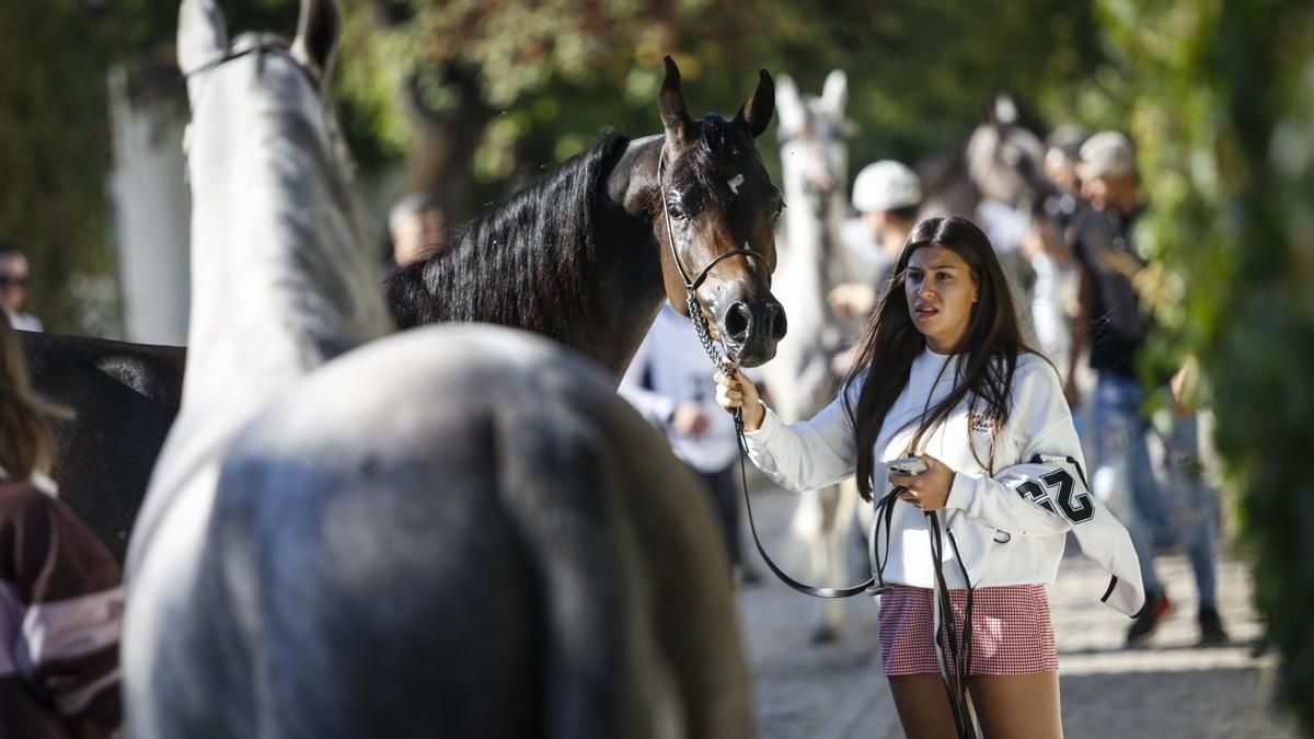 Campeonato Nacional de Caballos Árabes