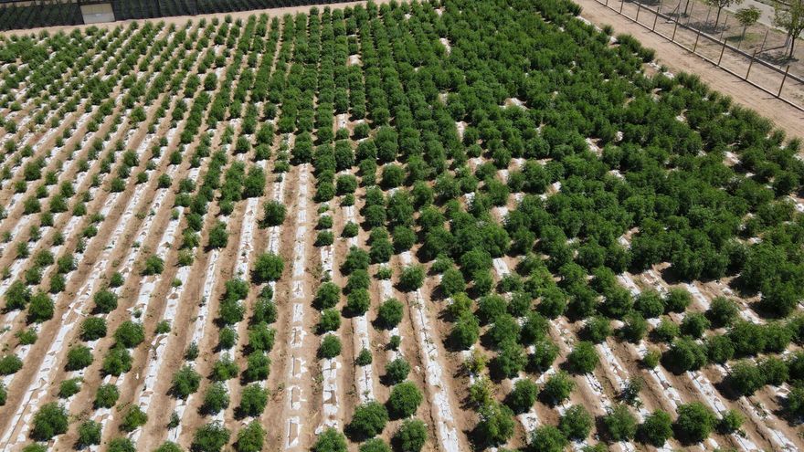 Industria del Cannabis: ¿Puede afectar el medio ambiente?