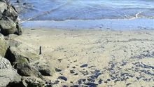 Retiran el chapapote de las playas afectadas por el vertido en Gran Canaria