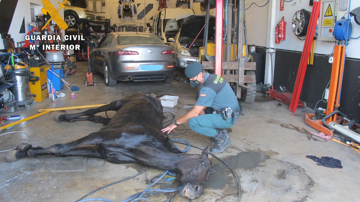 Un agente atiende al animal, que fue trasladado con una carretilla al interior del taller.