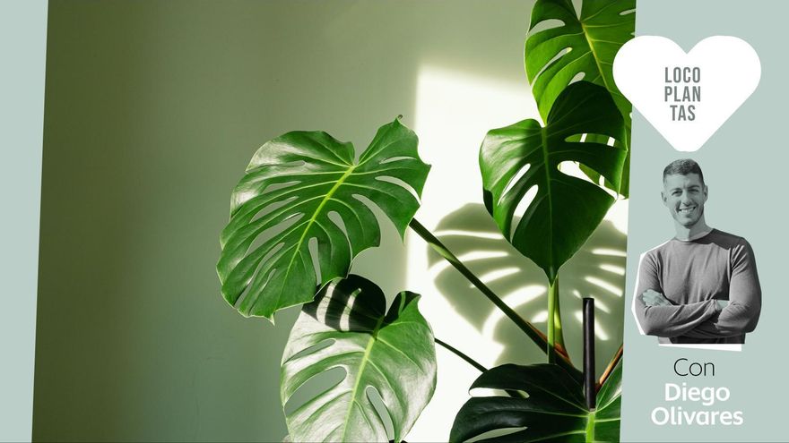 Todo sobre las monsteras: luz, riego y cuidados de la planta predilecta para decorar interiores