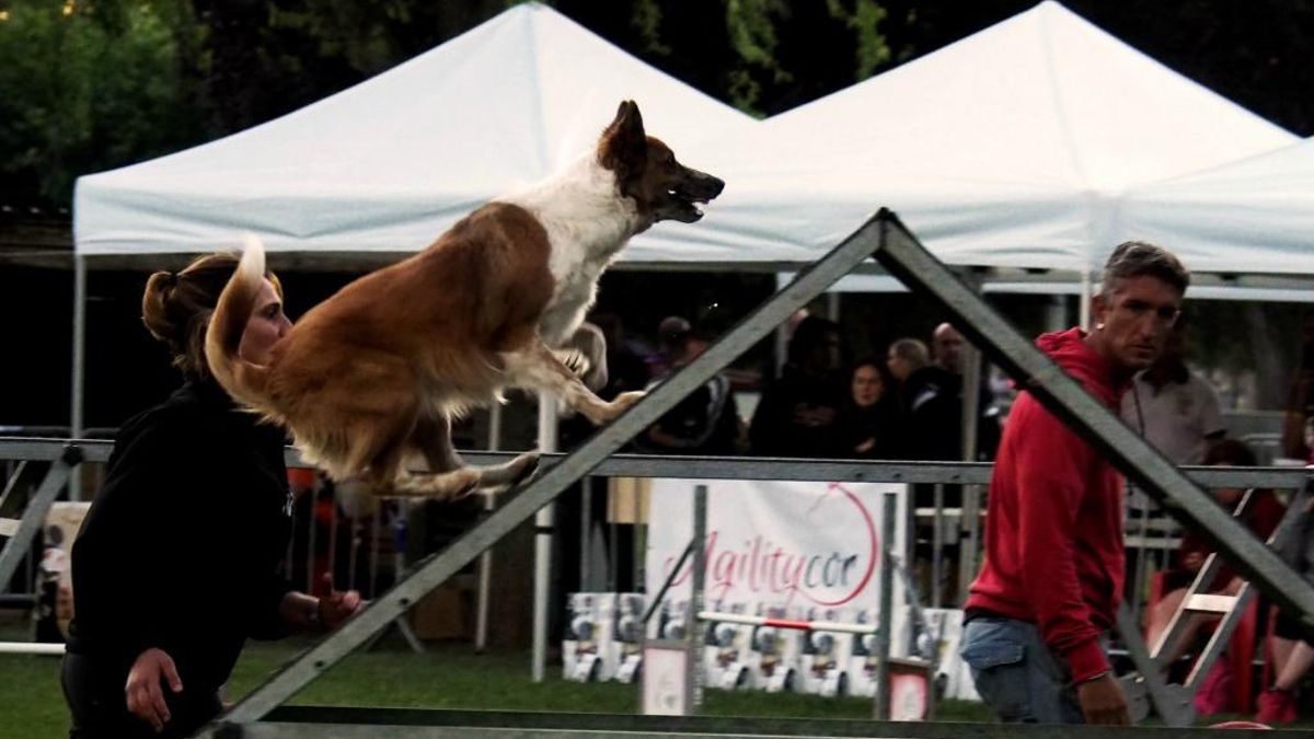 Villaobispo acoge el 20 y 21 de septiembre el I Open Ayuntamiento de Villaquilambre de Agility canino