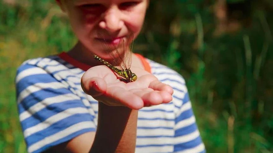 Memorias de la montaña (XII): los bichos