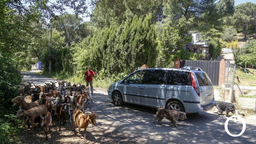 Rebaño de cabras en labores de prevención de incendios