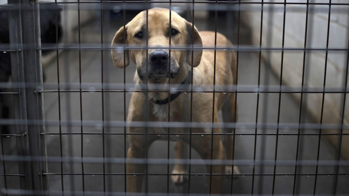 Las adopciones de perros y gatos caen a mínimos de los últimos cinco años en España
