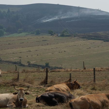 Ganado en las inmediaciones del incendio en el Alto del Acebo, en Cangas del Narcea.