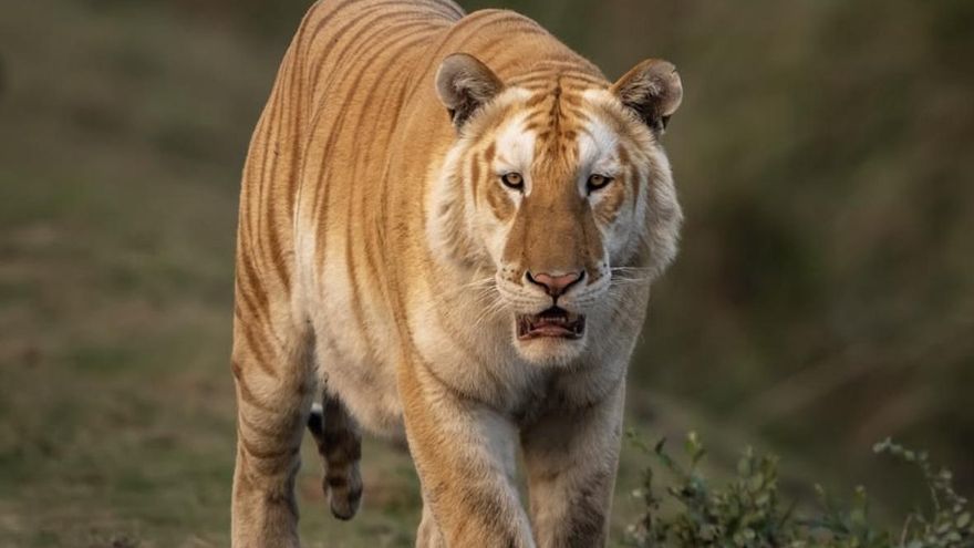 인도에서 발견된 희귀한 황금호랑이는 암울한 환경 현실을 반영합니다.