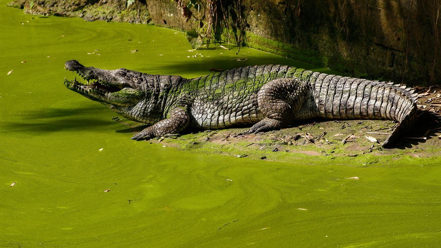 Cocodrilos de Kachikally. Esta poza cerca de Banjul cumple aún una función ritual relacionada con la fertilidad.