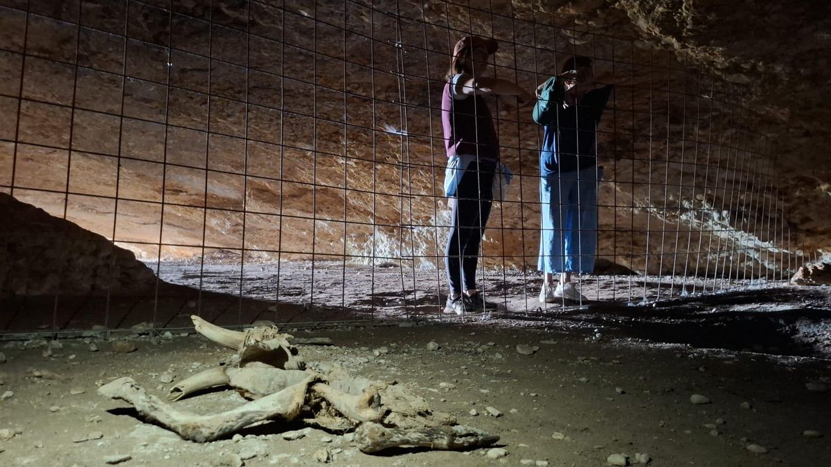 El fondo de la cueva, vallado, con restos de un animal muerto en primer plano.