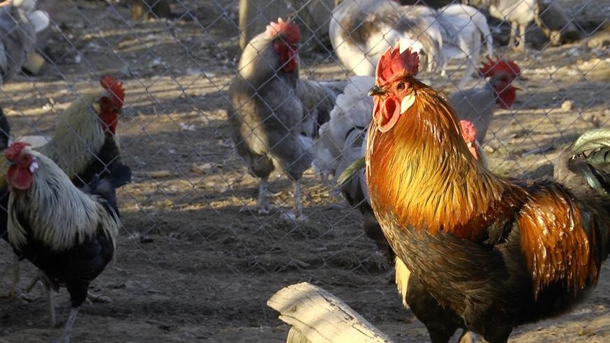 Gallo de La Vecilla.