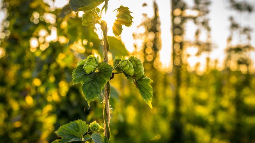 El lúpulo, el ingrediente de León que alimenta la cerveza de tradición