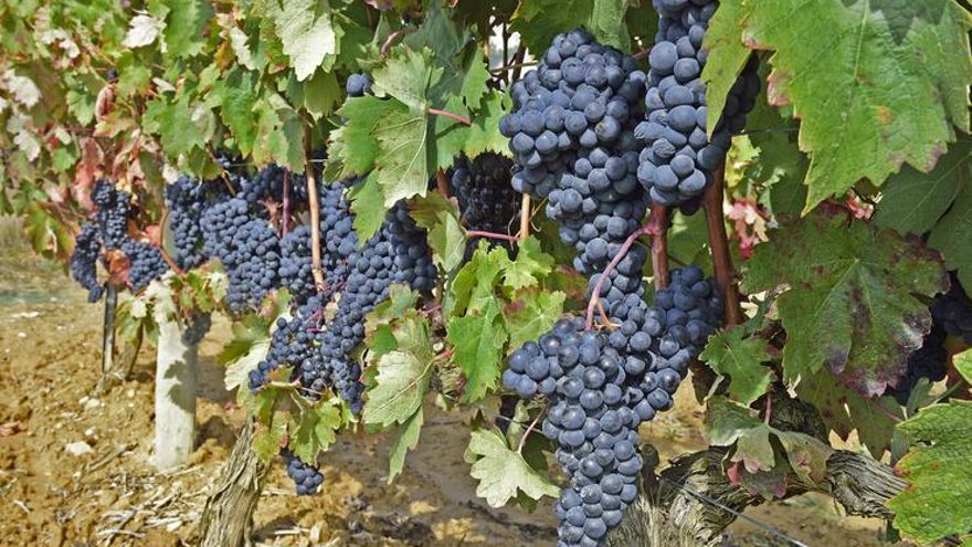 Viñedos Rioja Alavesa