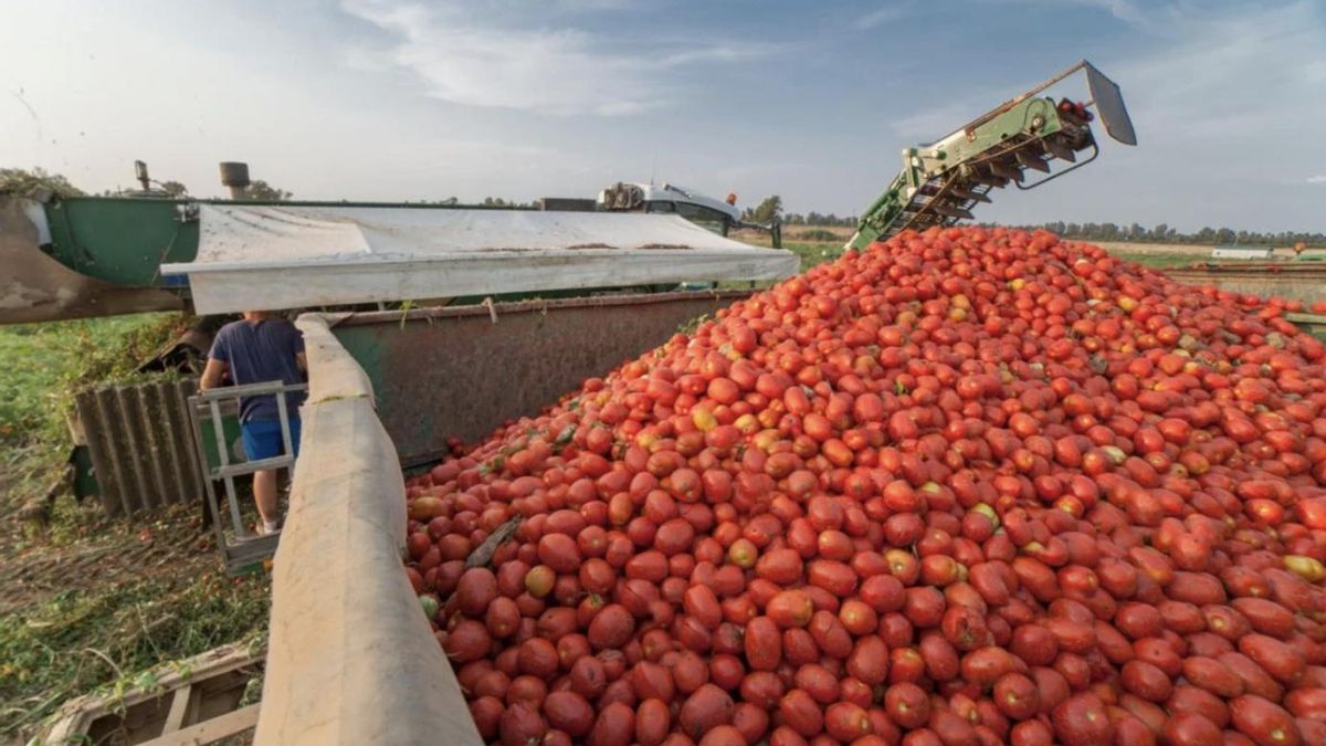 En una temporada de buena cosecha, en Miajadas se pueden llegar a recoger hasta 100 millones de kilos