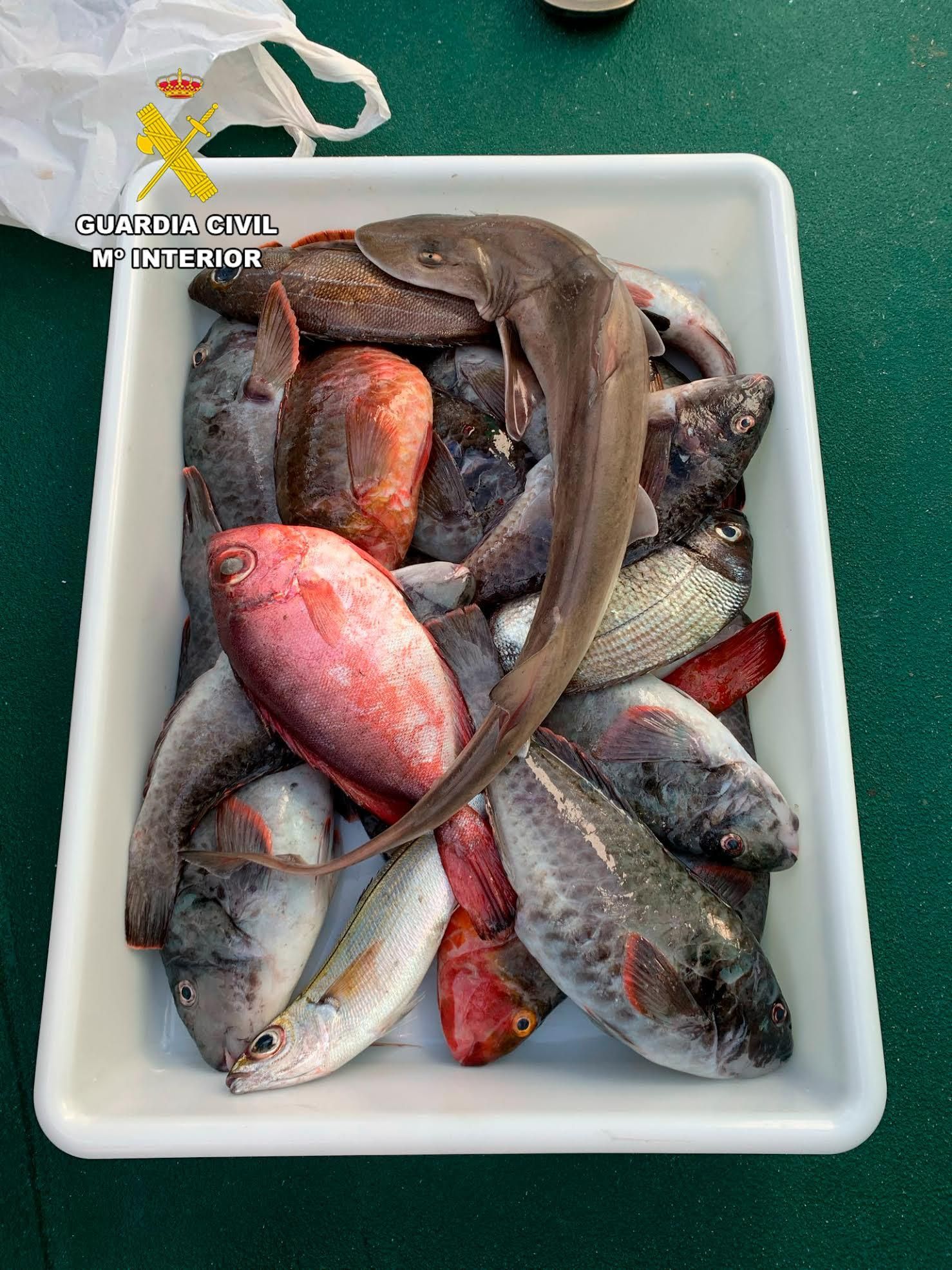 Pescado atrapado en las redes incautadas. GUARDIA CIVIL