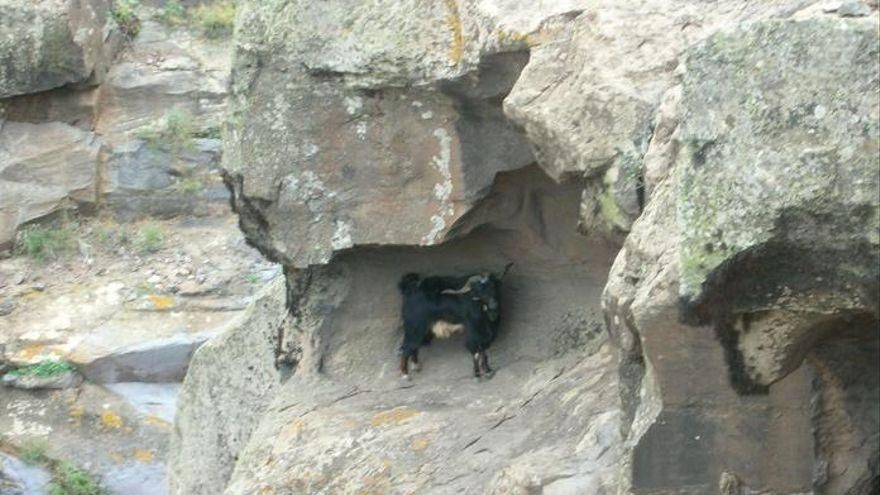 Cabra silvestre en la zona de Tirma.