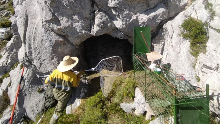 Localizada con vida la osa despeñada tras ser atacada por otro ejemplar en la Montaña Palentina