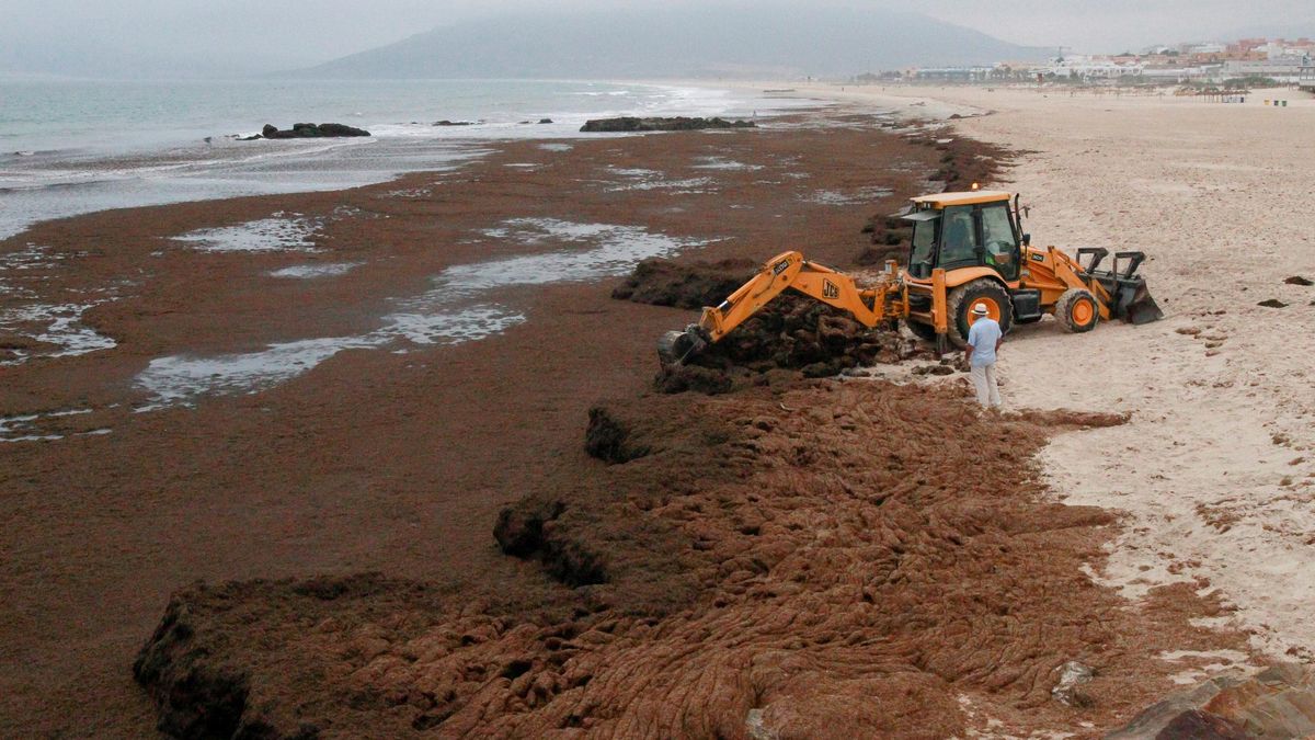 Recogida de alga asiática en playas, Tarifa, Cádiz, en una imagen de 2019.