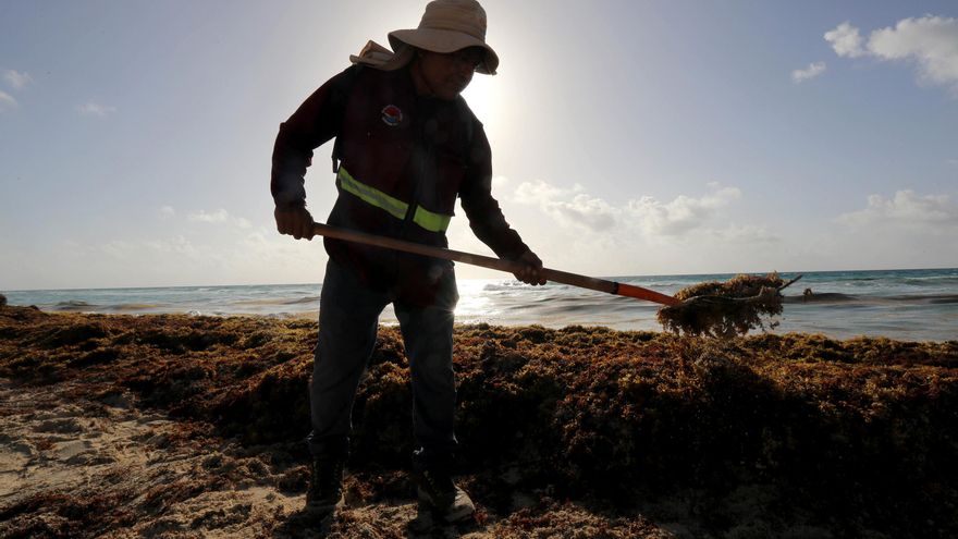 Acuerdan en México coordinación latinoamericana y de UE para afrontar sargazo en el Caribe