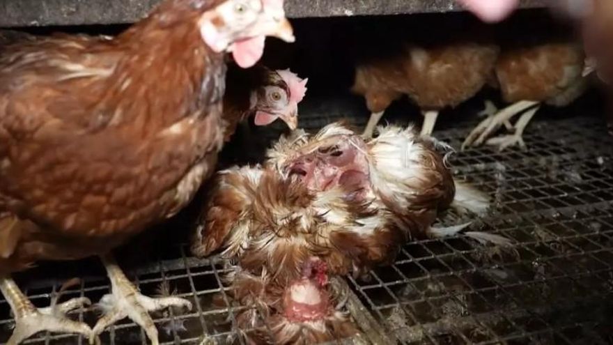 Un Jutjat obre diligències contra els propietaris de 'la granja dels horrors' de Mallorca per presumpte maltractament animal