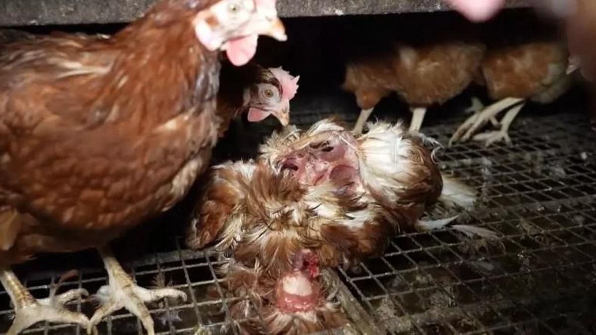 Un Jutjat obre diligències contra els propietaris de 'la granja dels horrors' de Mallorca per presumpte maltractament animal