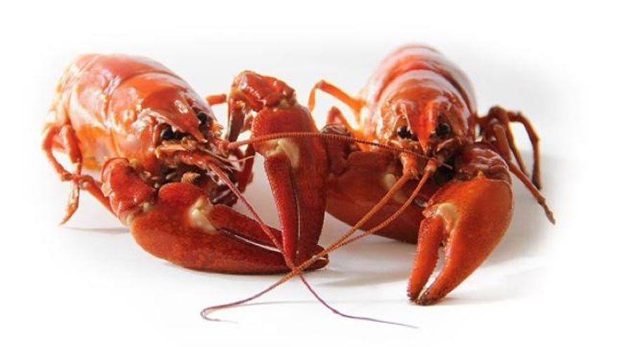 Marisco fresco, ultracongelado, congelado en casa o de cocedero: ¿cuál me sale más a cuenta?