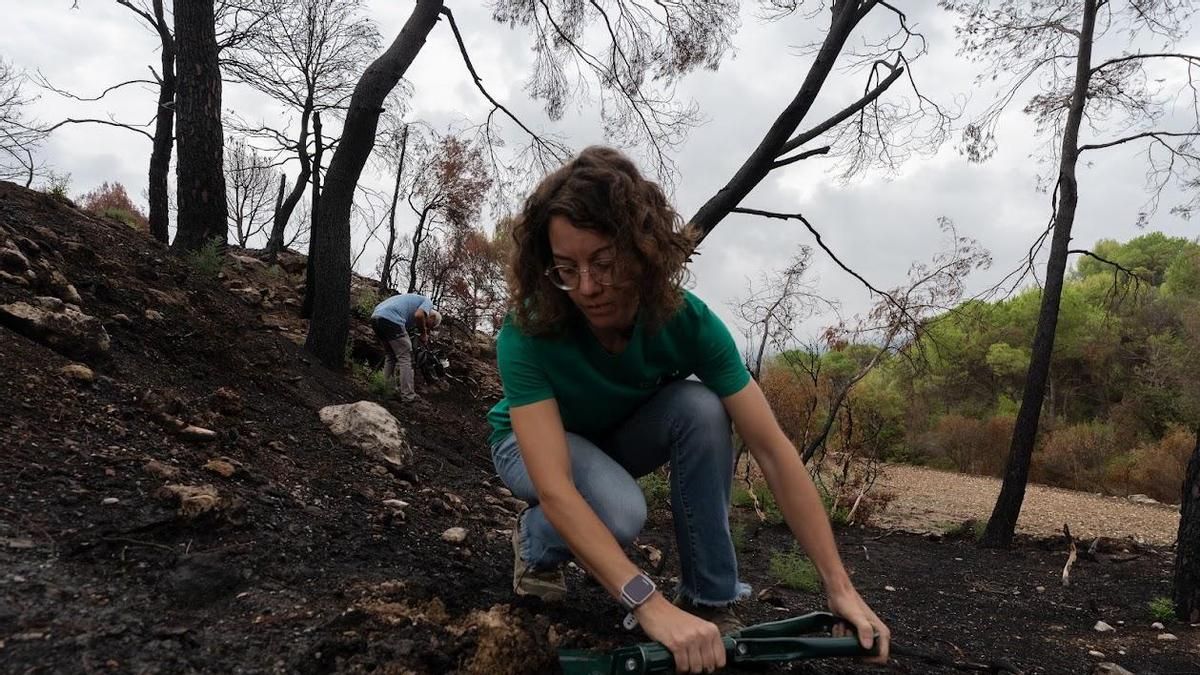 La investigadora Sara Marañón estudiando el terreno quemado en Pobla de Claramunt tras las lluvias.
