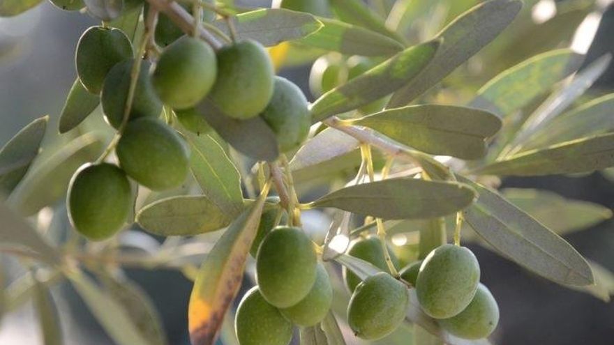 La peor cosecha de aceituna del siglo dispara el precio del aceite de oliva