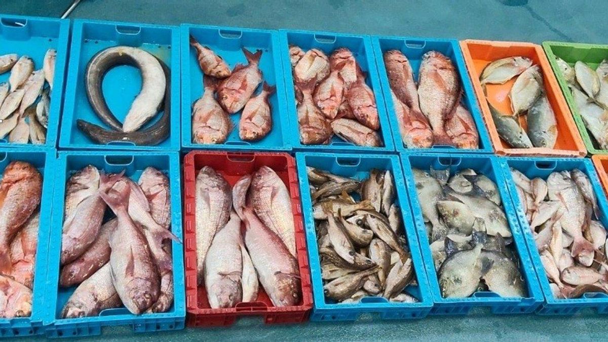 La Guardia Civil interviene 230 kilos de pescado procedentes de la Reserva Marina de La Graciosa