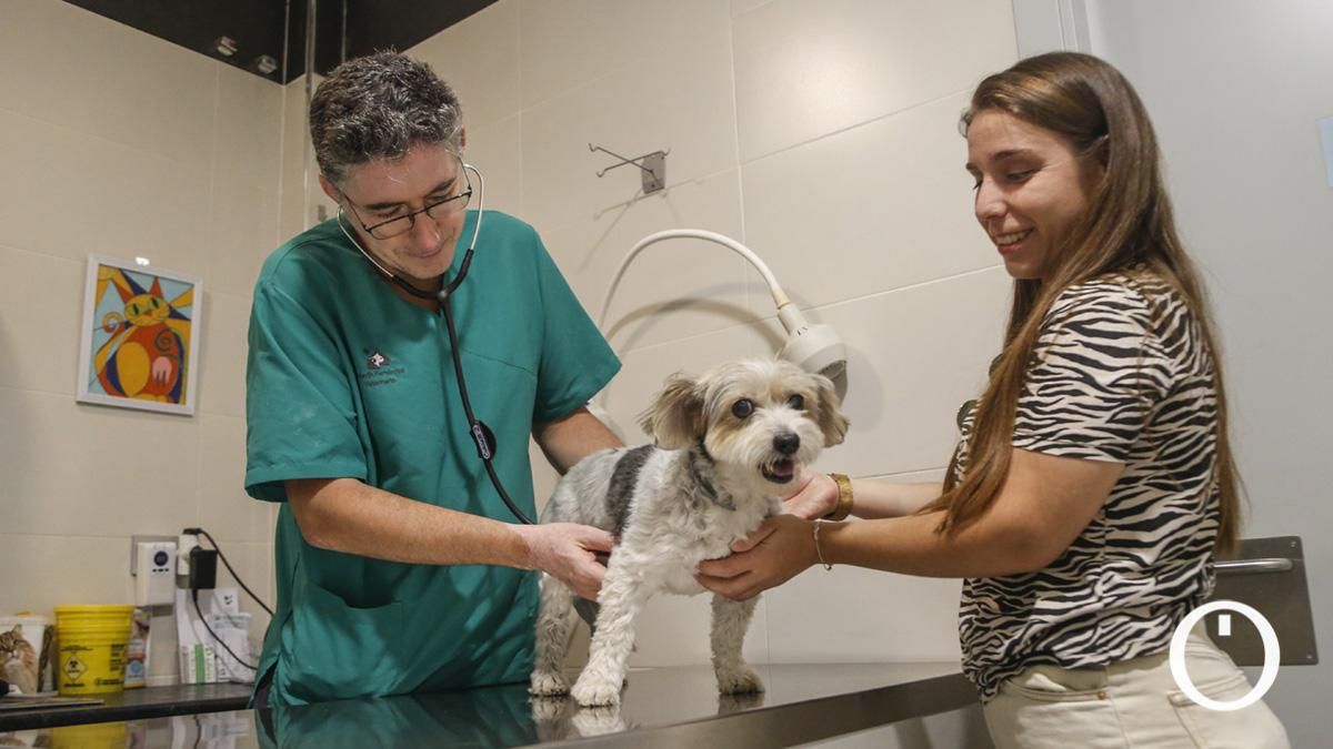 Prevención de los golpes de calor en perros