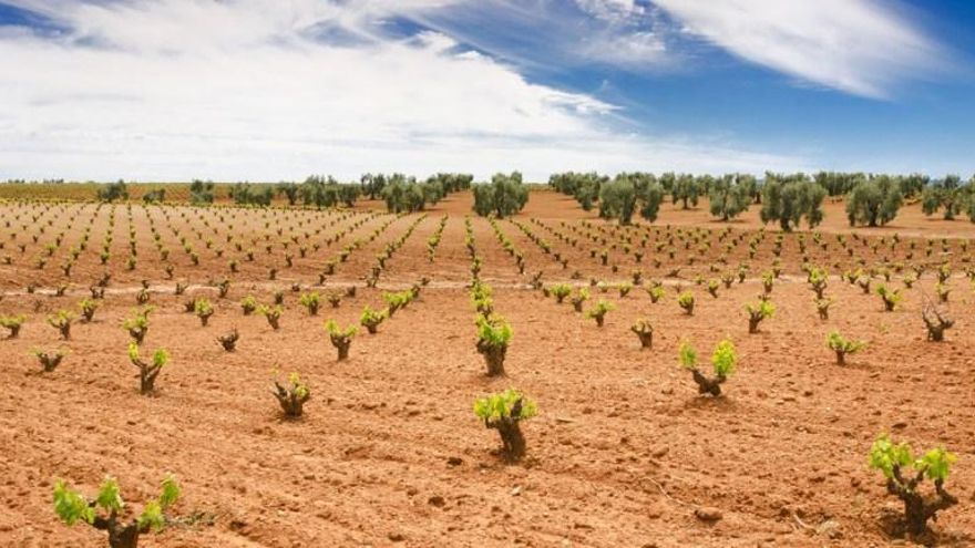El campo extremeño pagará 116 millones de euros menos en impuestos para afrontar el incremento de costes