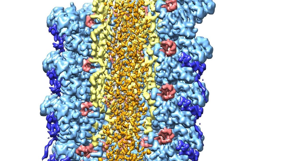 Un equipo de CIC bioGUNE identifica el punto débil de un virus que infecta a numerosas plantas y daña los cultivos