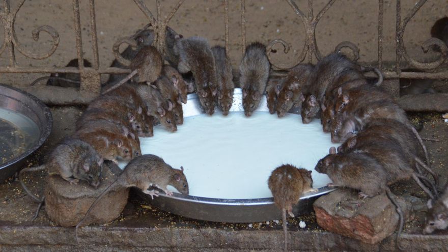 El templo en India donde 20.000 ratas campan a sus anchas bajo la protección de una diosa