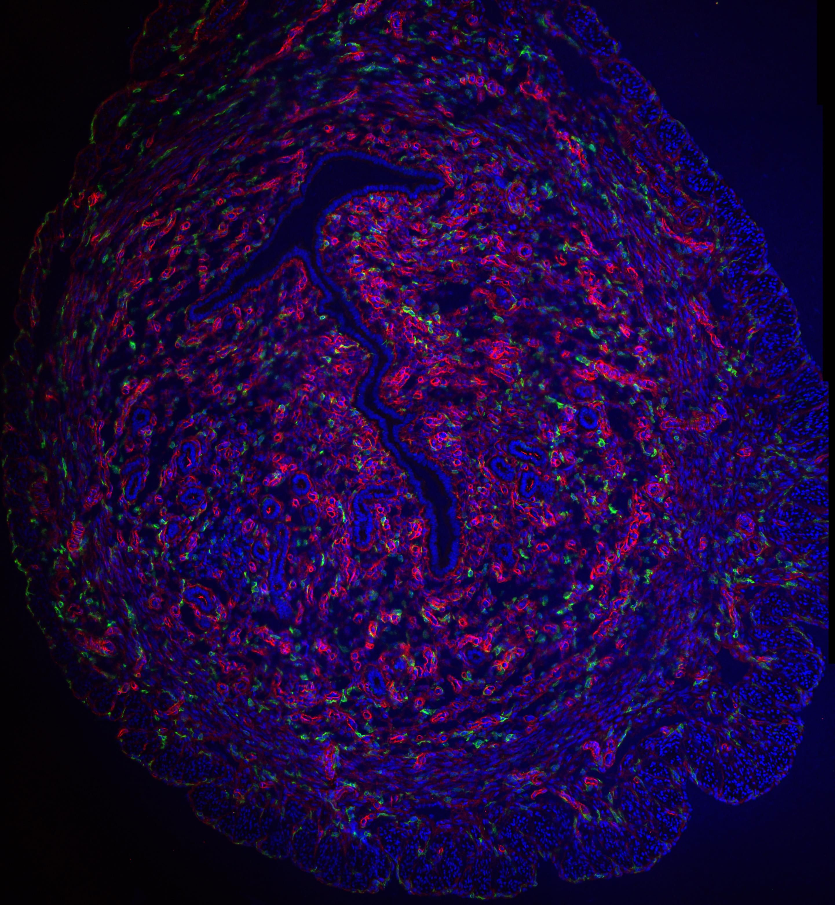 Imagen confocal del útero con tinción fluorescente multicanal para revelar la organización de los compartimentos epitelial y muscular